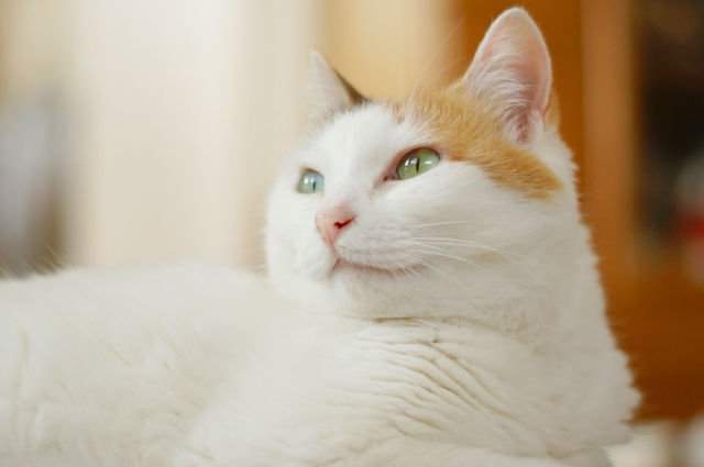 賃貸物件で猫用トイレに最適なところはどこ？条件や場所について解説の画像