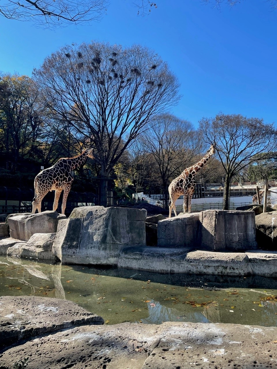 動物園の画像