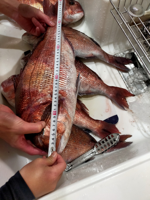 海上釣堀に行ってきました！！の画像