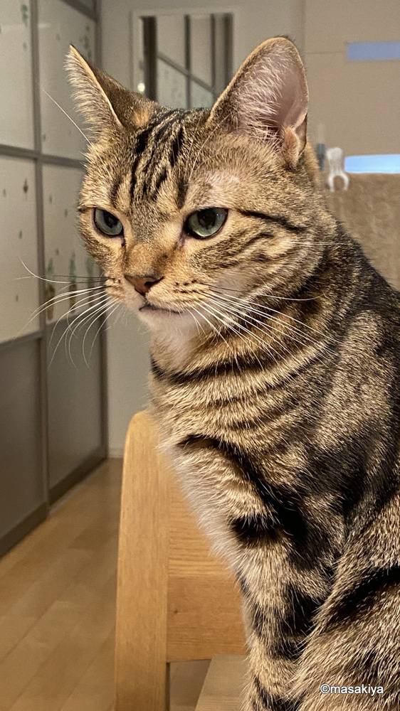 今年良くなかったもの①【体の不調】の画像