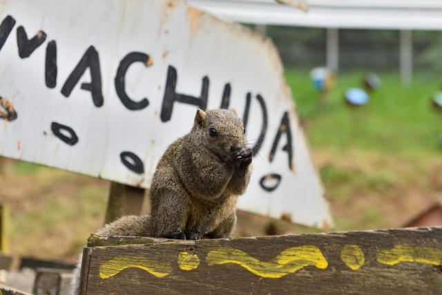 町田市にある町田リス園の概要