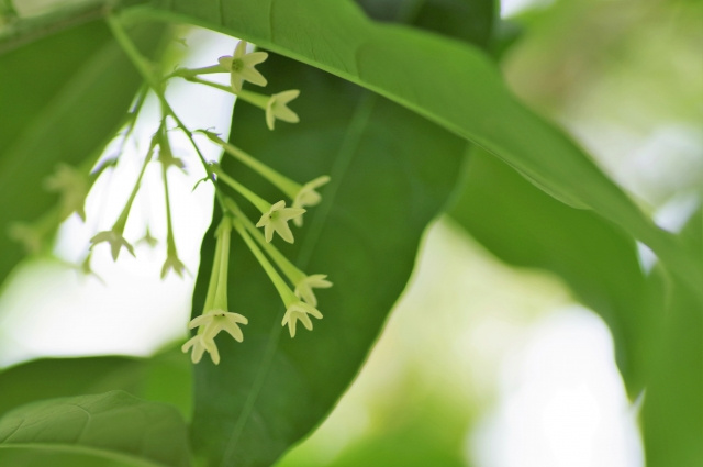 高知県高知市にある牧野植物園の概要や楽しみ方とは？