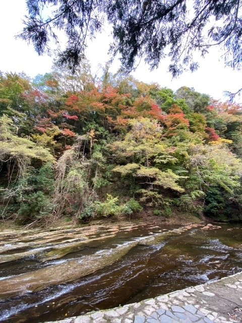 紅葉の画像