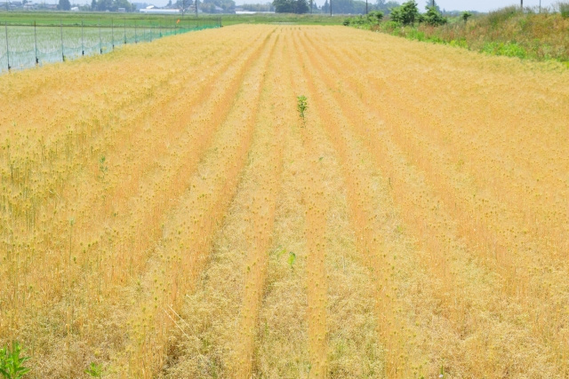 名古屋市港区で農地売却するならいつ？「2022年問題」の対処法を解説！名古屋市の不動産会社アビテナが解説の画像