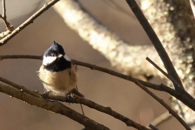 【日の出町にある「ひので野鳥の森自然公園」の魅力に迫る！公園の概要や見どころとは？】の画像