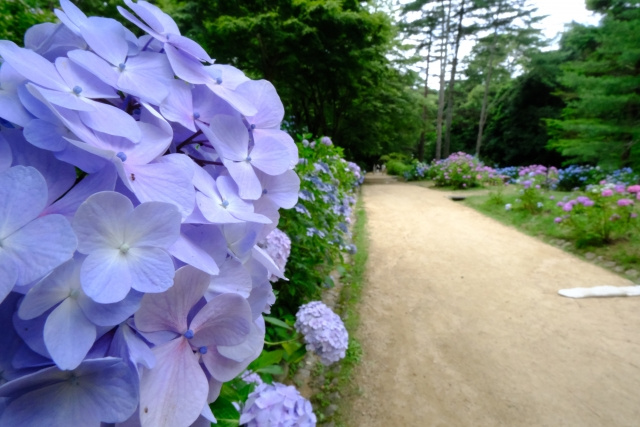 神戸市北区にある観光スポット！神戸市立森林植物園の魅力を紹介！