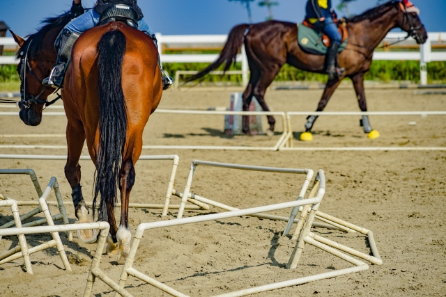 三郷市にある乗馬クラブ「スリーフィールド」とは？楽しみ方をご紹介！の画像