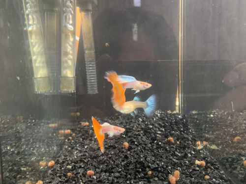 我が家の飼育水槽紹介！の画像
