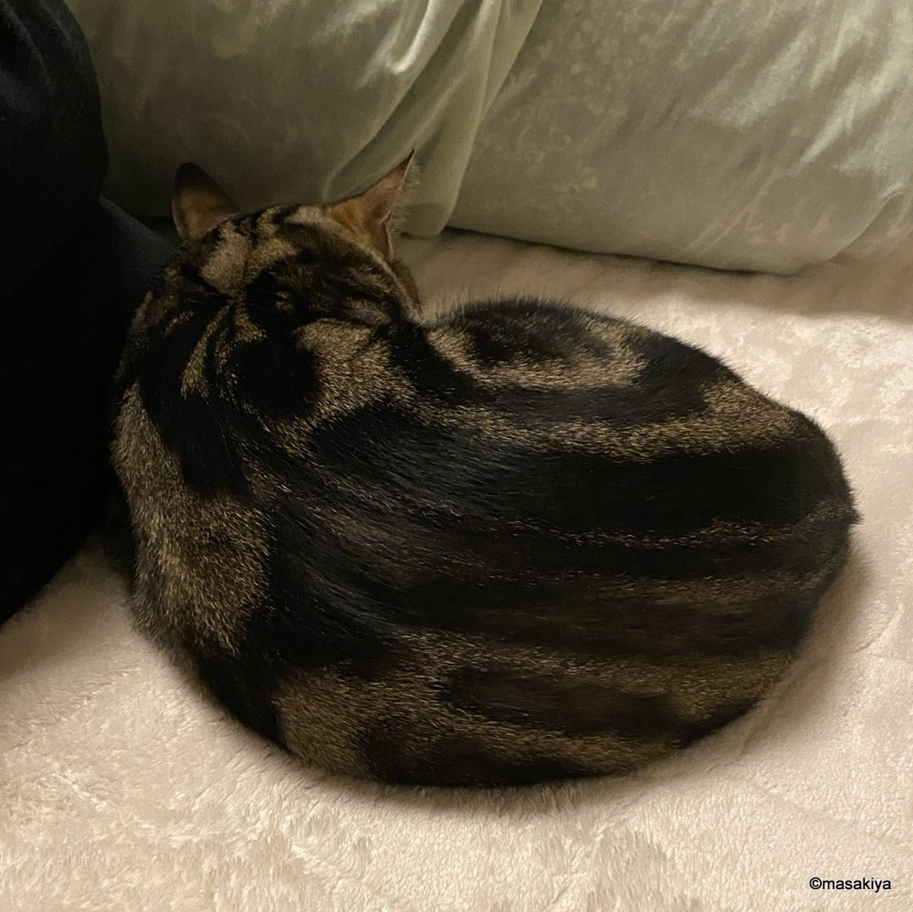 本年もよろしくお願い申し上げます。の画像