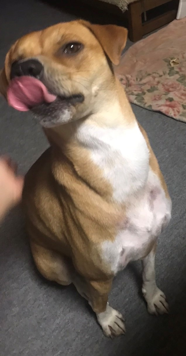 犬は喜び庭?駆け回り♪の画像