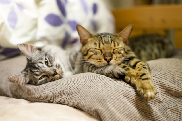 入居中の賃貸物件で途中からペットを飼う際の注意点
