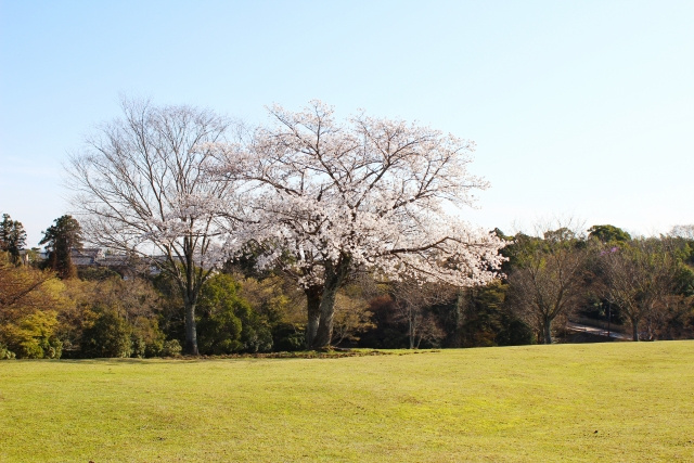 奈良県の天気・気候の特徴＜春＞