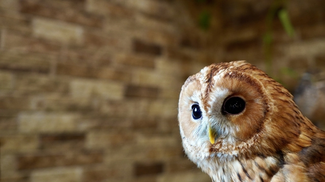 山形県山形市にあるOWL MOONの概要と楽しみ方をご紹介！の画像