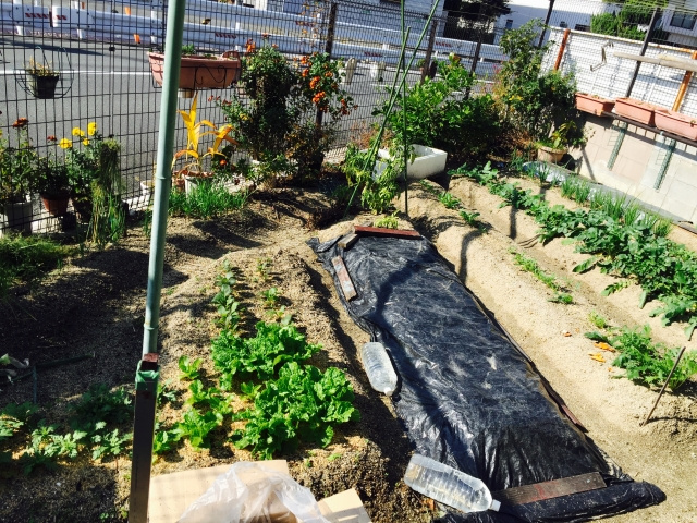 マイホームの庭に家庭菜園をつくりたい 家庭菜園をつくる際のコツや注意点とは 広島市の戸建て ノアザホーム株式会社