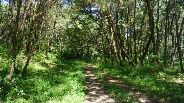 学園前駅はその昔松林の山地だった？駅周辺の昔と今
