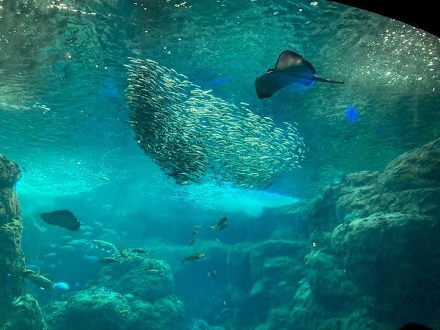 水族館に行ってきましたの画像