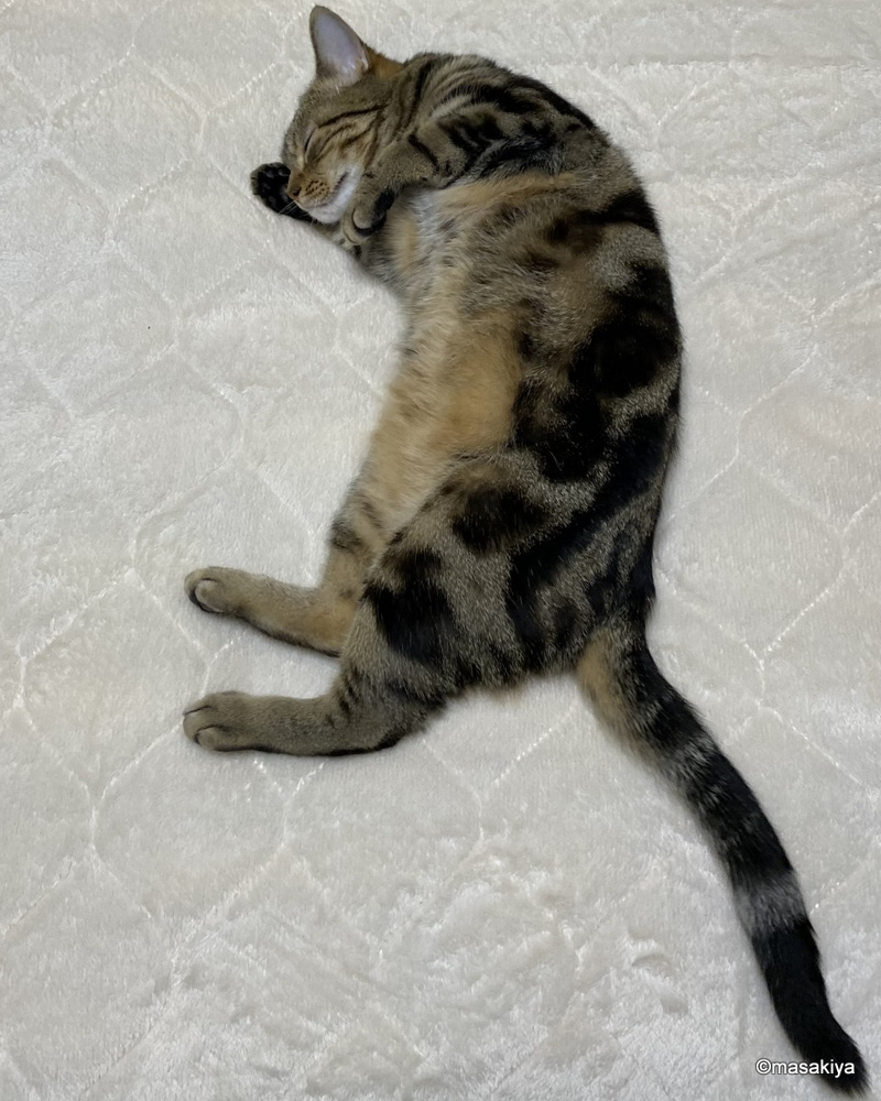 お風呂上がりの画像
