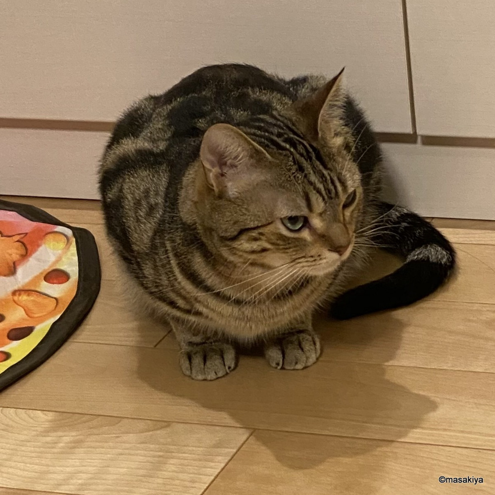 いつも真剣の画像
