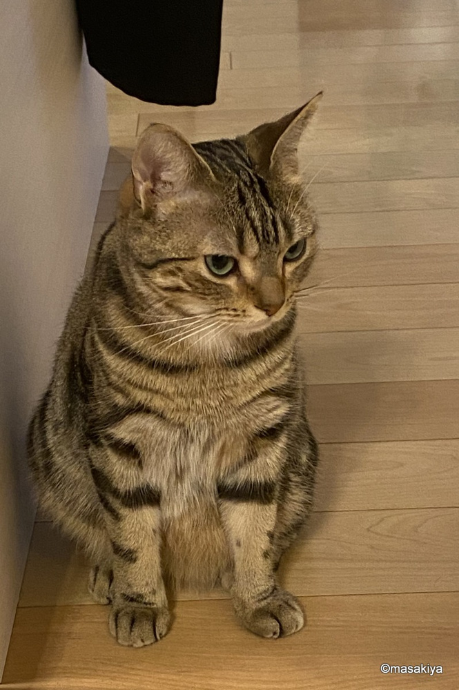 グーグル先生の画像