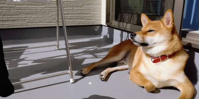 ペットとの生活をより快適に！賃貸物件のルーフバルコニーの魅力とは