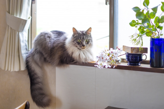 賃貸住宅から猫が脱走しないための対策についてご紹介の画像