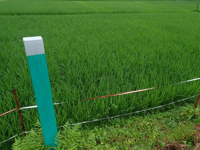 生産緑地問題が与える農地所有者への影響とは？有効な対処法も解説