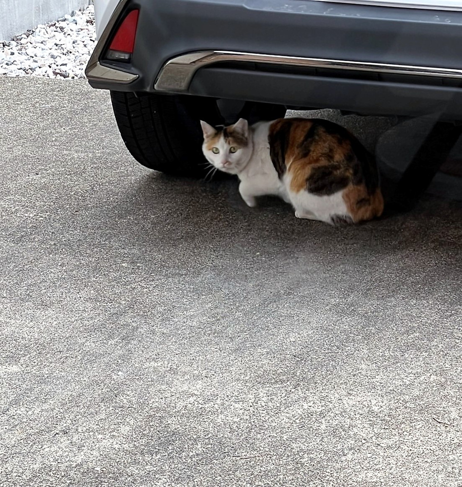 オープンハウスにネコちゃん来場の画像