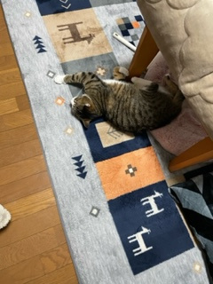 暖冬かと思いきや(>_<)の画像
