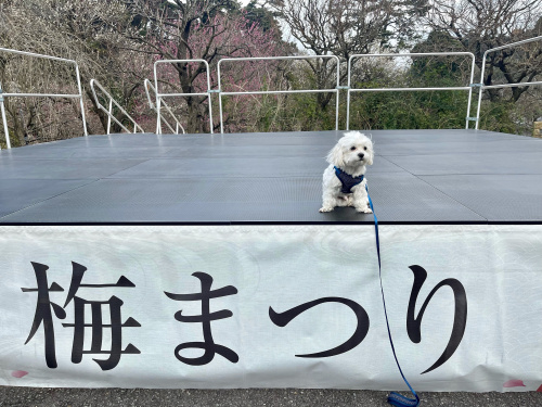 梅まつりの画像