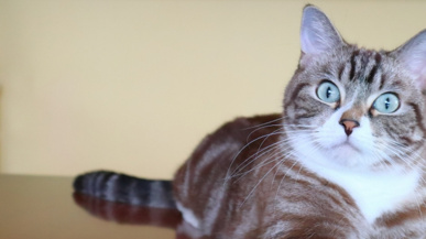 スタッフブログ記事一覧ページ 登戸の賃貸マンションなど不動産をお探しなら有限会社大堂