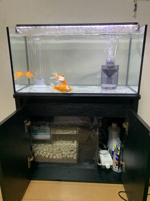 新調致しました (゜))<<の画像