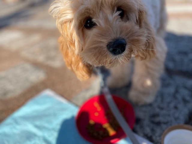 ぽんぽこマウンテンの画像