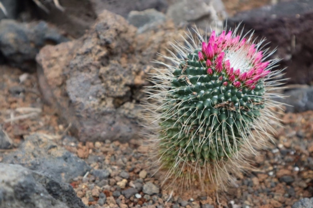 春日井市が「サボテンのまち」と呼ばれるまでの歴史をご紹介！