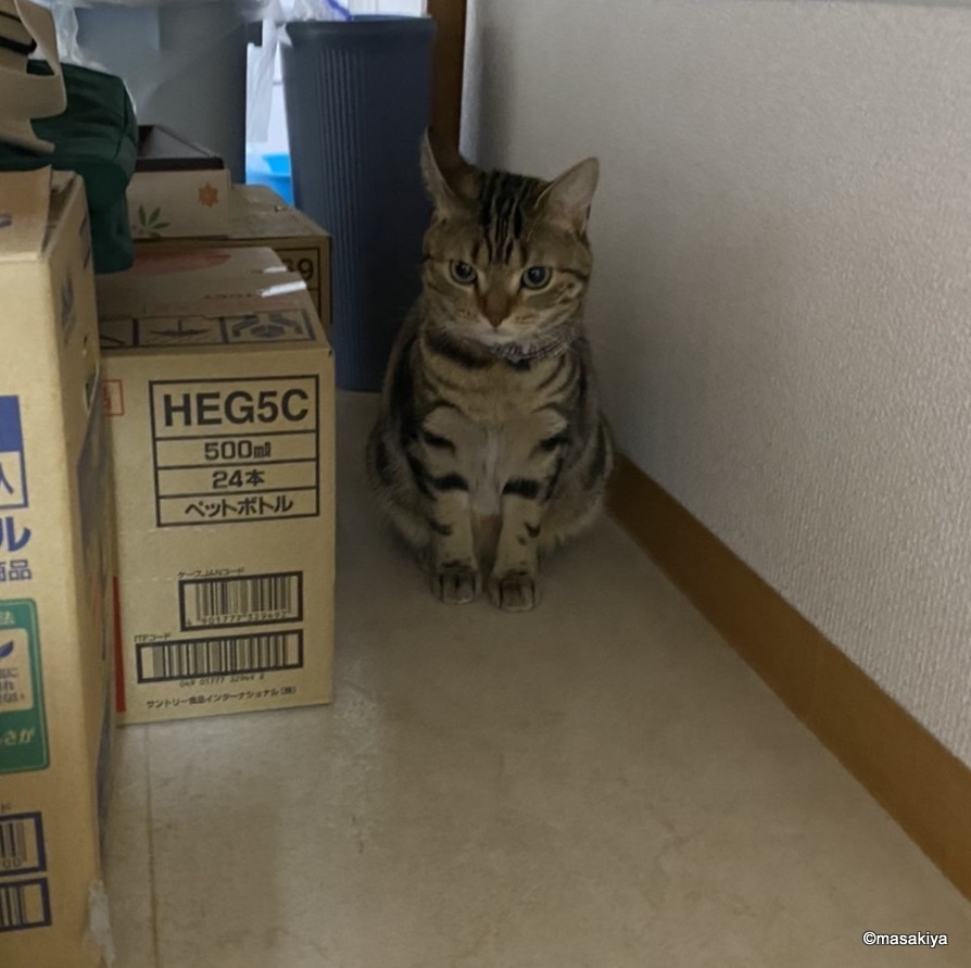 3月中に入居可能な物件の画像