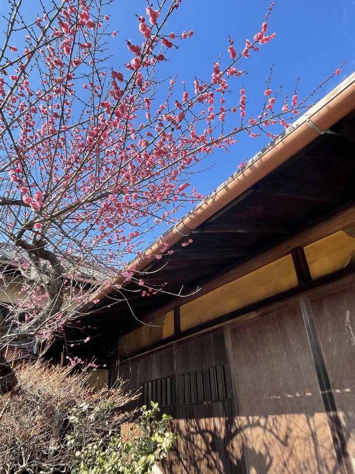 とある古民家にも春が来た♪の画像