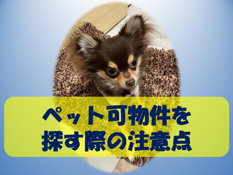 ペット飼育可能物件を探す際の注意点～名古屋My賃貸～の画像