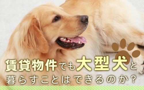 賃貸物件でも大型犬と暮らすことはできるのか？の画像