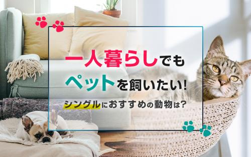 一人暮らしでもペットを飼いたい！シングルにおすすめの動物は？の画像