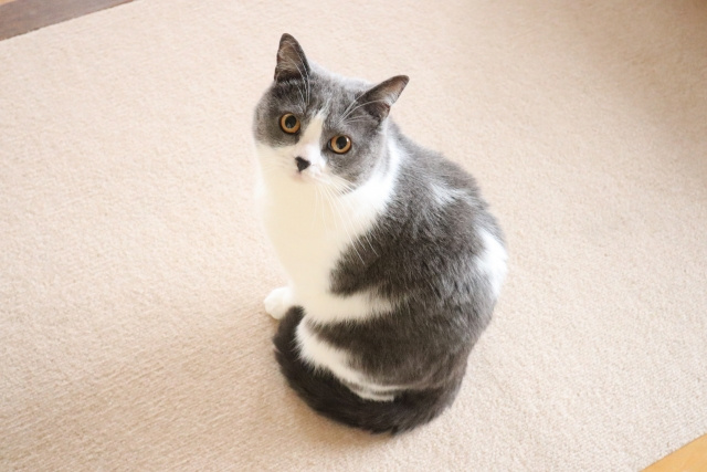 賃貸物件で飼っている猫の夜鳴きを止める方法は？夜鳴きの原因も解説！の画像