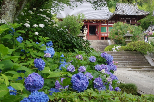 大和郡山市にある矢田寺の歴史と多くの人に愛される魅力とは？の画像