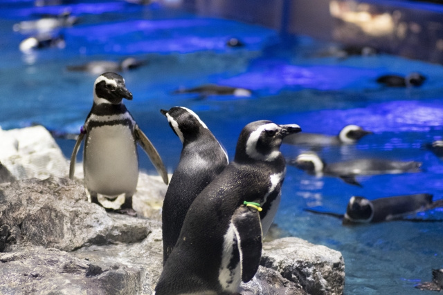墨田区にある人気スポット「すみだ水族館」の概要とアクセスとはの画像
