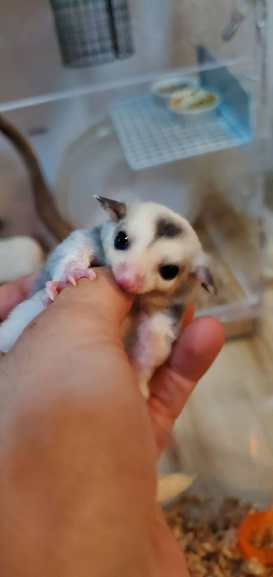 新人の渡邉一輝と申します！の画像