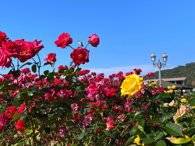 愛媛県今治市にあるよしうみバラ公園の特徴や場所