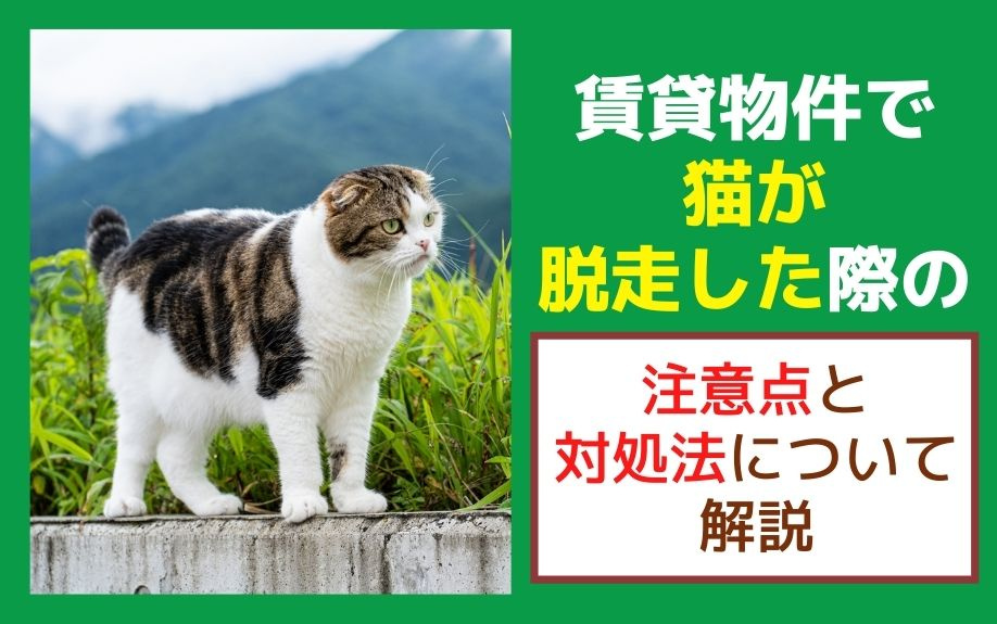 賃貸物件で猫が脱走した際の注意点と対処法について解説の画像