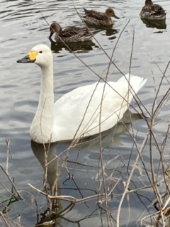 北帰行の季節の画像