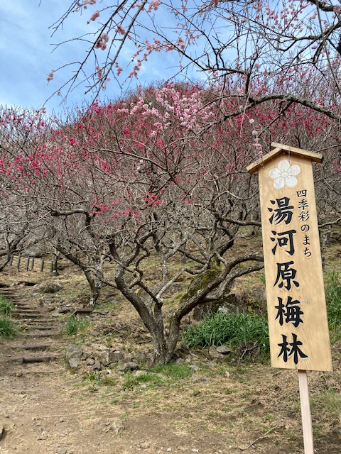 梅林の画像