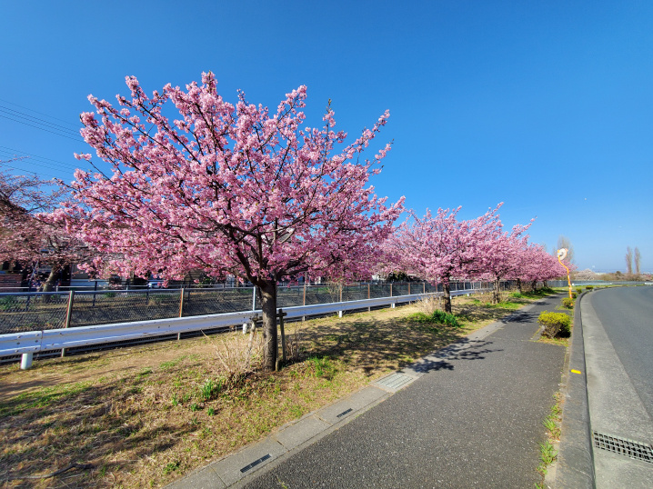 ３月１５日：梅の花の画像