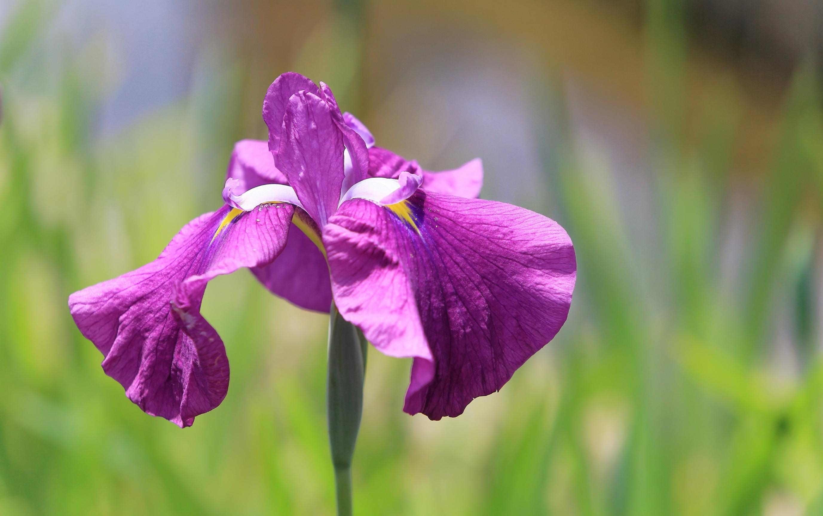 あずま水生植物公園の楽しみ方をご紹介