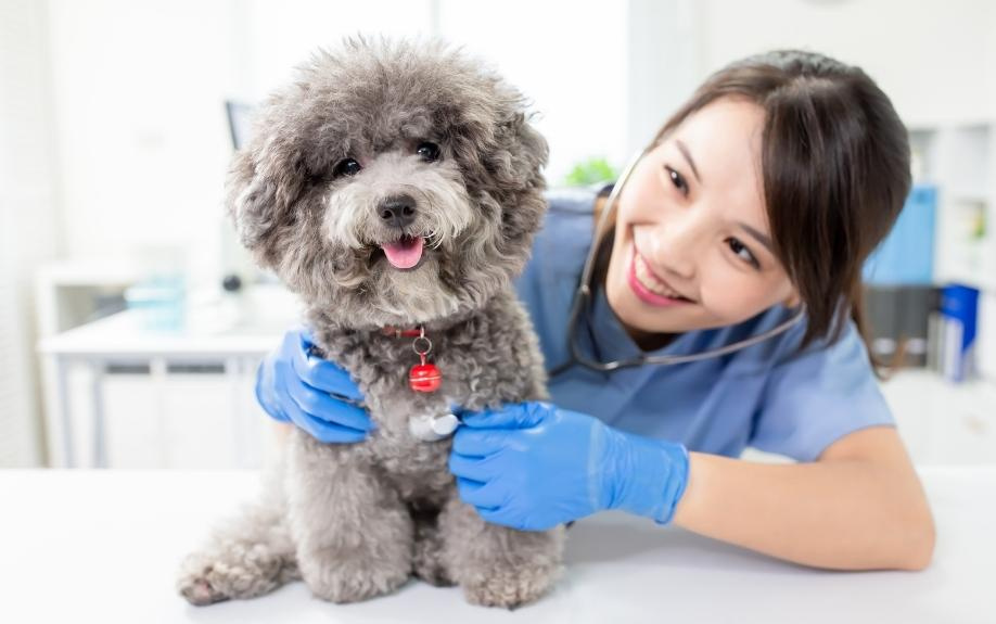 おすすめの動物病院「PUPU動物病院市川」とは？