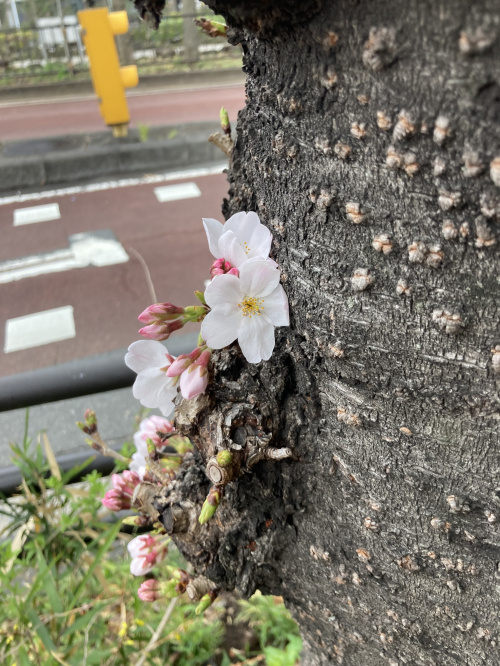 暖かい日には・・・の画像